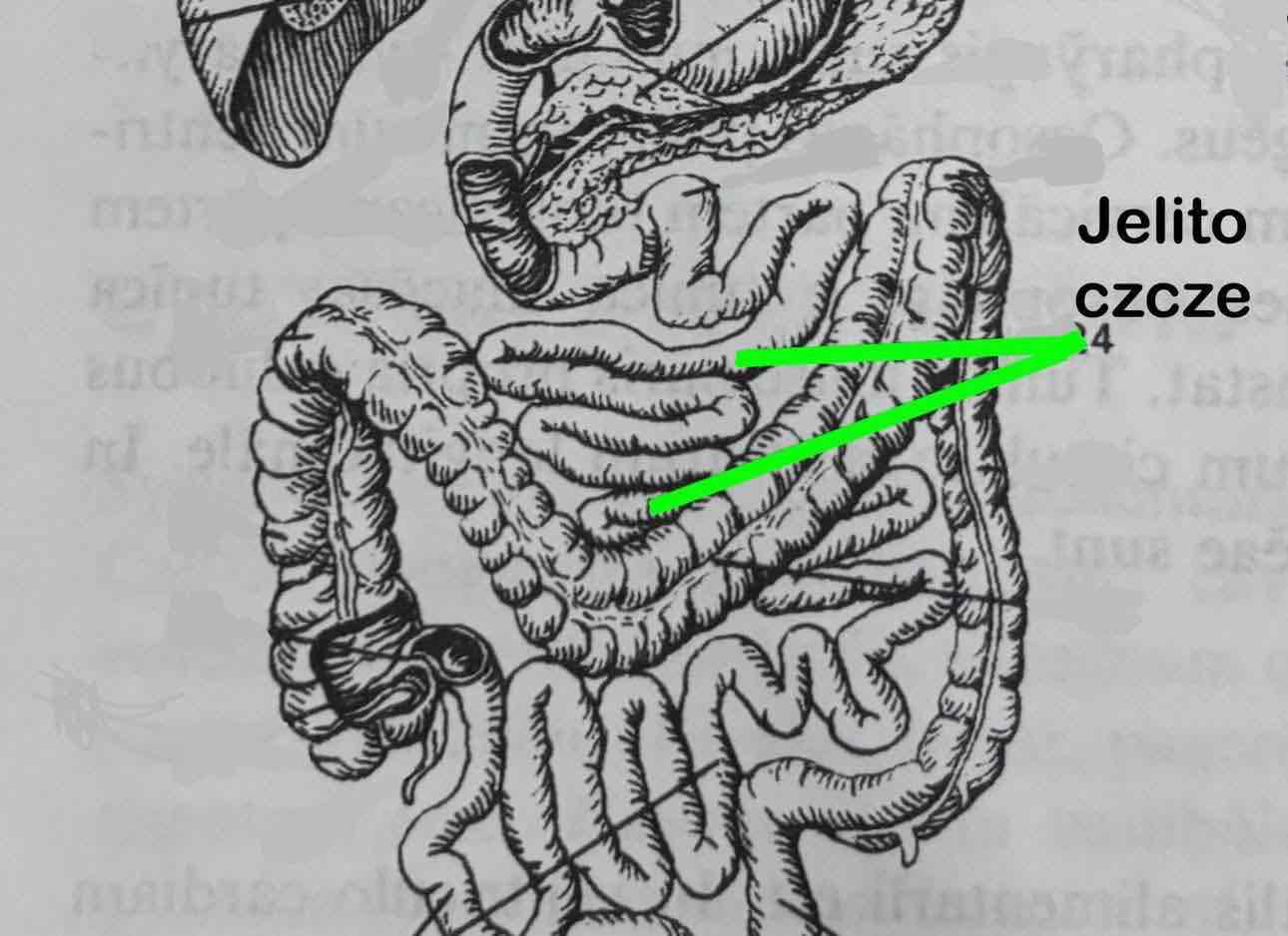 <p>ieiunum</p>