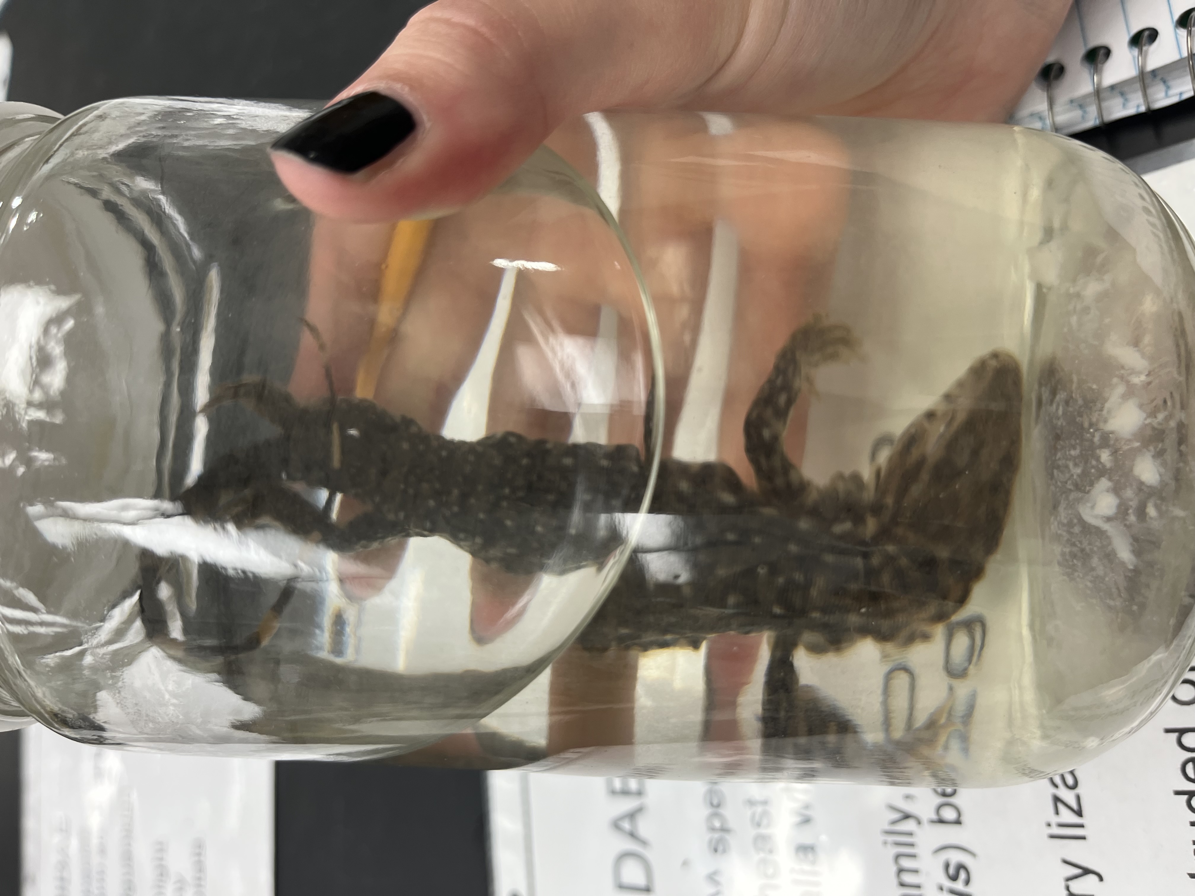 <ul><li><p>black with white spots</p></li><li><p>small arms banded tail</p></li></ul><p></p>