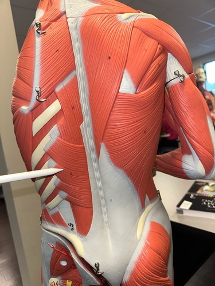 <p>What are the (1) attachment of the Serratus Posterior?</p>