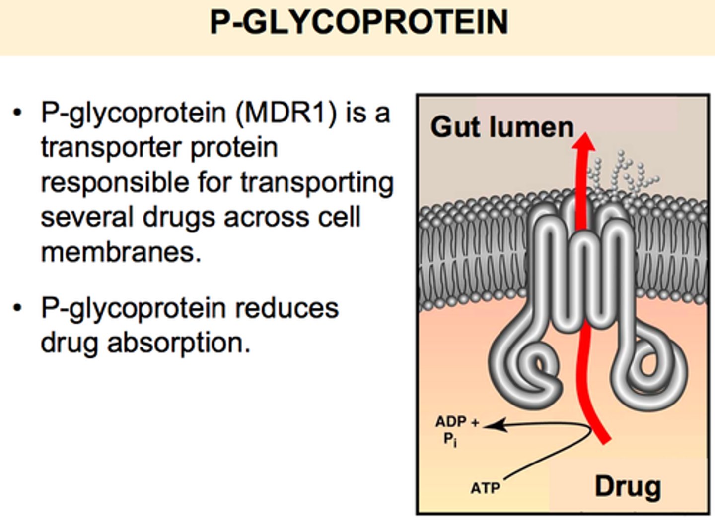 <p>-found on apical cell membrane of GI tract (facing gut contents, not capillaries)</p><p>-drug molecule enters gut and begins to go through cell and towards capillaries. p-gp pumps this back onto inside of the gut so that it doesnt reach capillary</p><p>effect on ct curve: shifts curve down (bc less absorption since its not reaching capillary)</p>