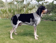<p>Origin: France</p><p>Height: 24-28 in</p><p>Weight: 80-120 lbs</p><p>Life Span: 12-14 yrs</p><p>Type: Scent Hound</p>