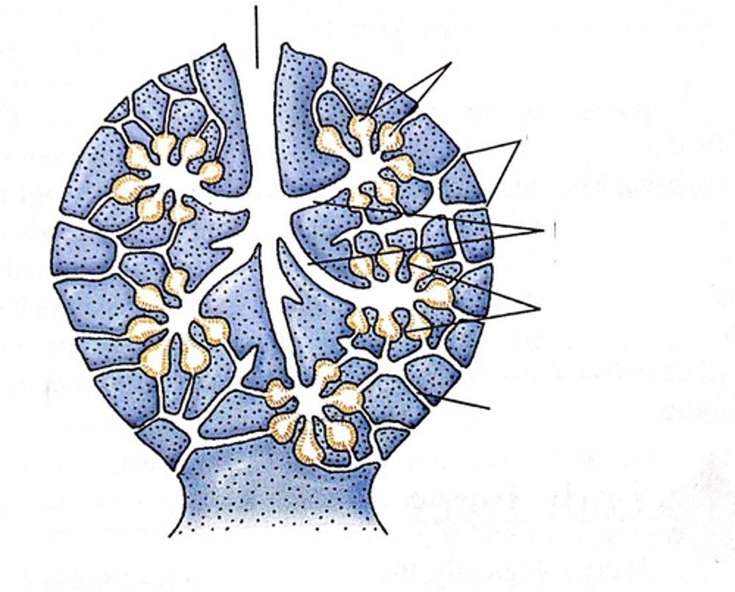 <p>Vast majority of sponges living today are this type; most complex type with body folds that are themselves folded resulting in chambers connected by canals</p>