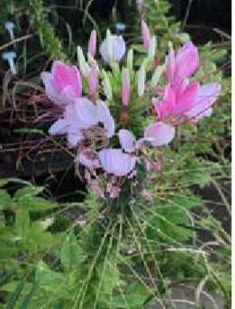 <p>Cleome hassleriana </p>