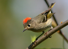 <p>Order: Passeriformes Family: Regulidae</p>