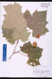 <p>Platanus occidentalis</p>