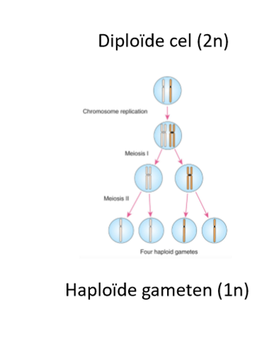 <p>→ chromosomen worden éénmaal gerepliceerd, maar 2 keer verdeeld: gaan van diploïde cel (2n) naar haploïde gameten (1n)</p><ol><li><p>meiose I:&nbsp;‘reductional division’</p></li><li><p>meiose II:&nbsp;‘equational division’&nbsp;</p></li></ol><p></p>