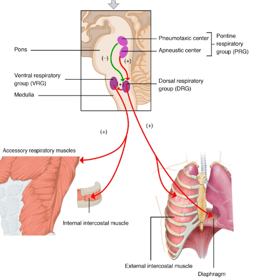 <ul><li><p>respiratory rhythmicity centers, control respiration (shared task between pons and medulla)</p></li></ul><p></p>