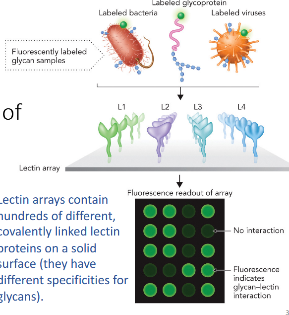 <p>rapid identification of glycan sequences; contain hundreds of different, covalently linked lectin proteins on a solid surface (different specificities for glycans).</p>