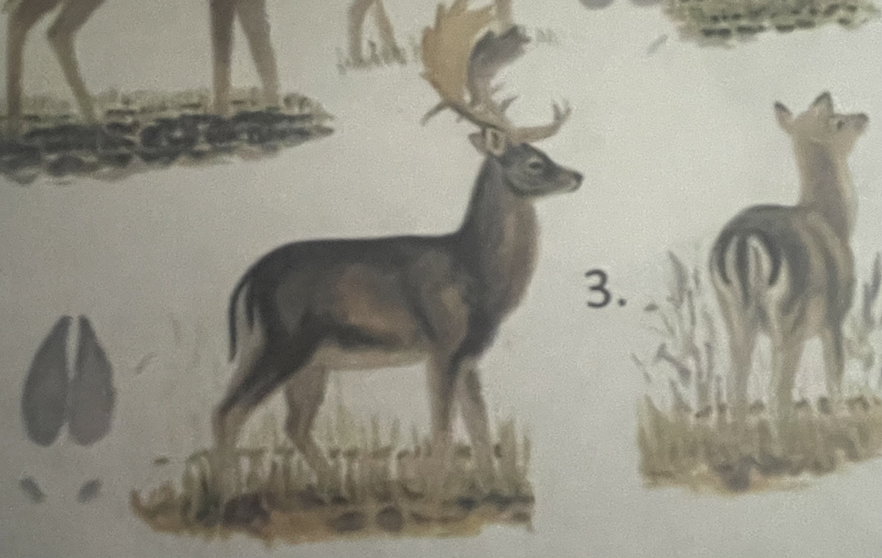 <p>mikä eläin</p>