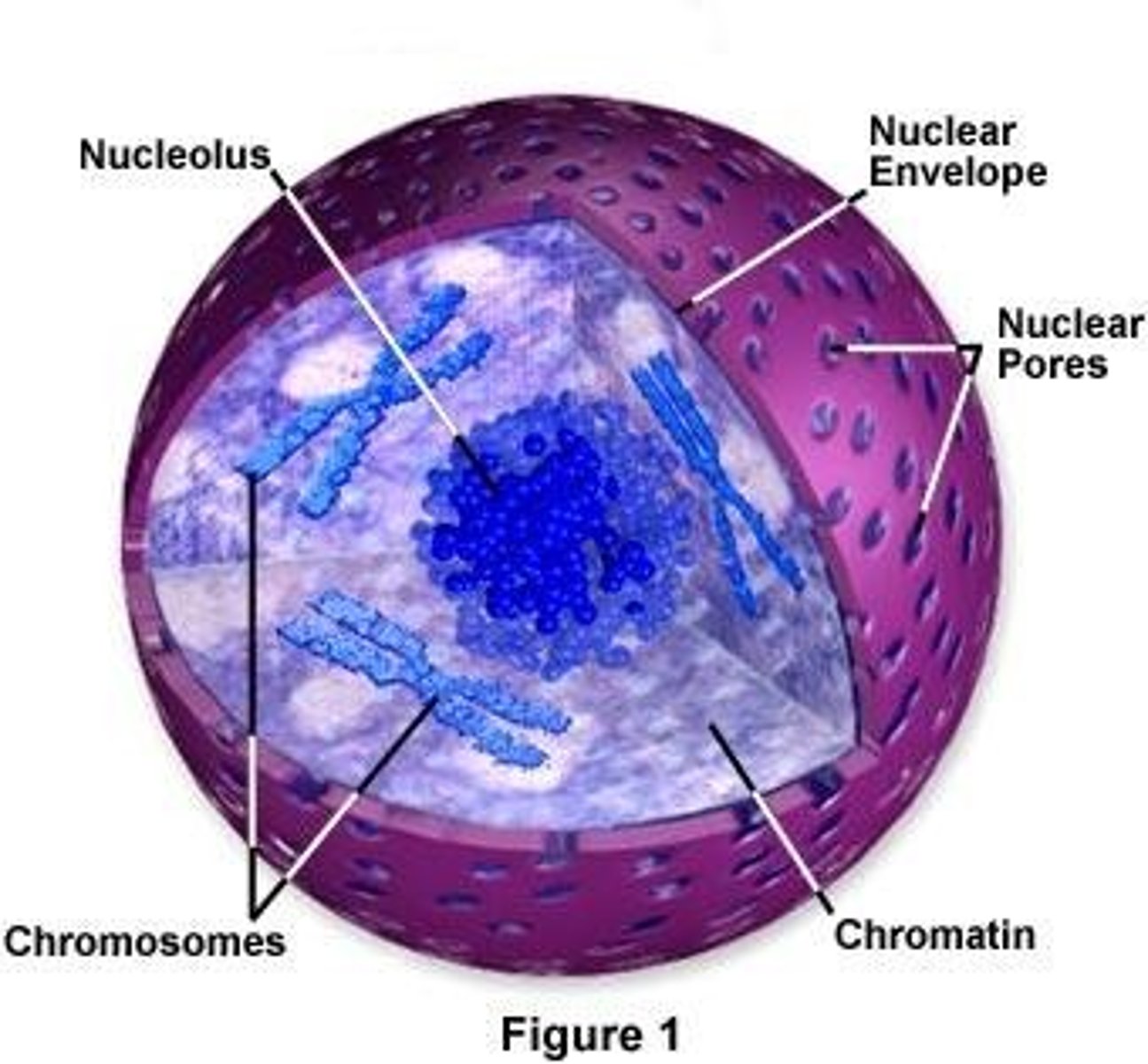 <p>Largest organelle, surrounded by double membrane called nuclear envelope</p>
