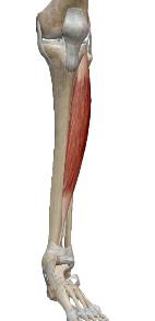 <p>Tibial Antérieur</p>
