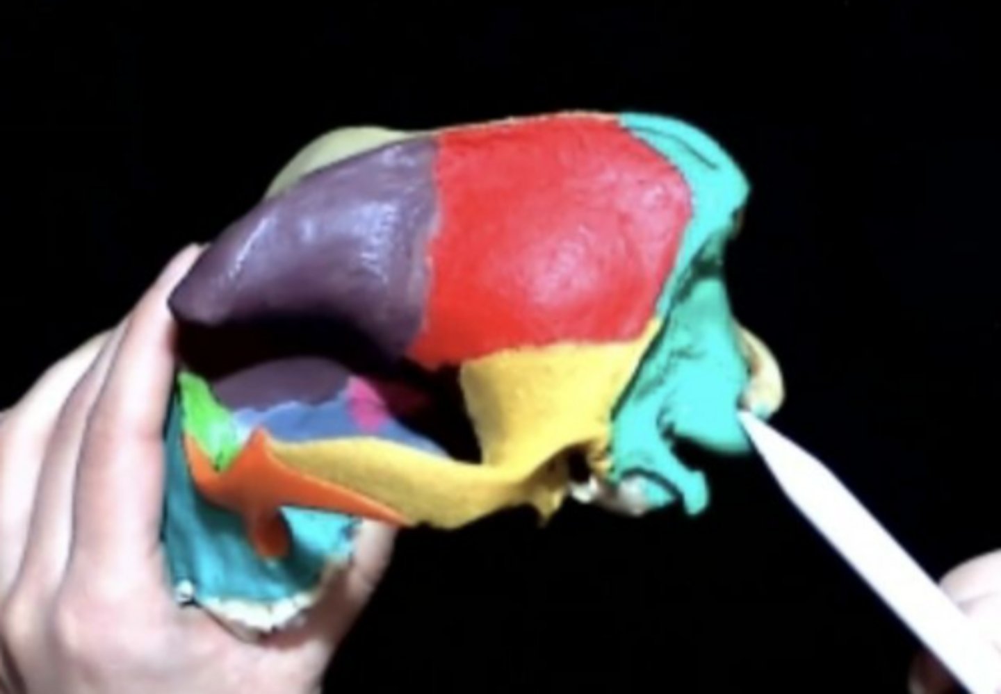 <p>Two bony protuberances located at the base of the occipital bone</p>