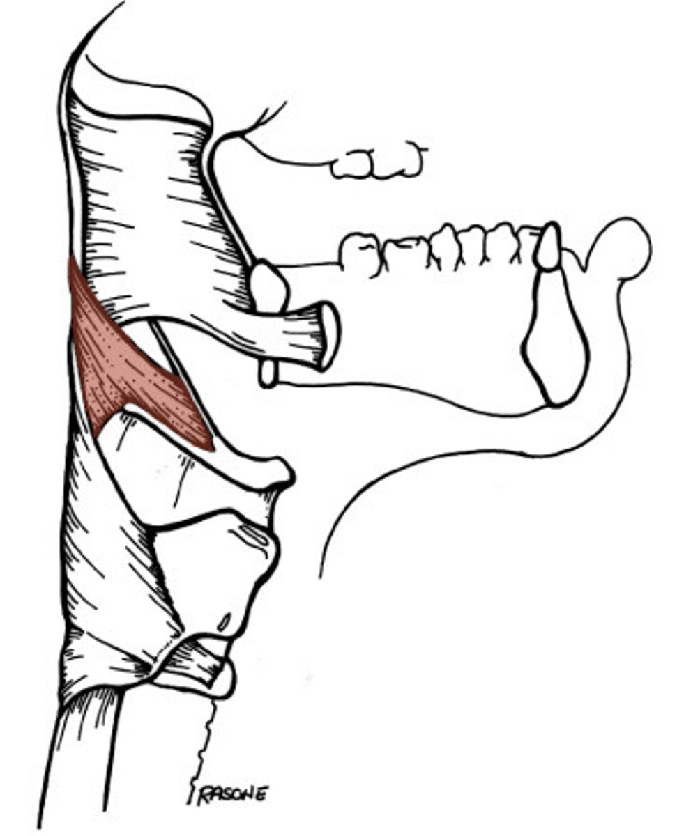 <p>what is the origin of the middle pharyngeal constrictor?</p>