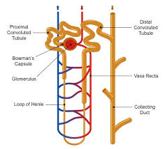 <p>Nephron</p>