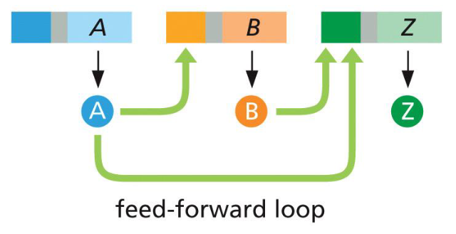 <p>two gene products required to regulate a third</p><p>can measure the duration of a signal</p>
