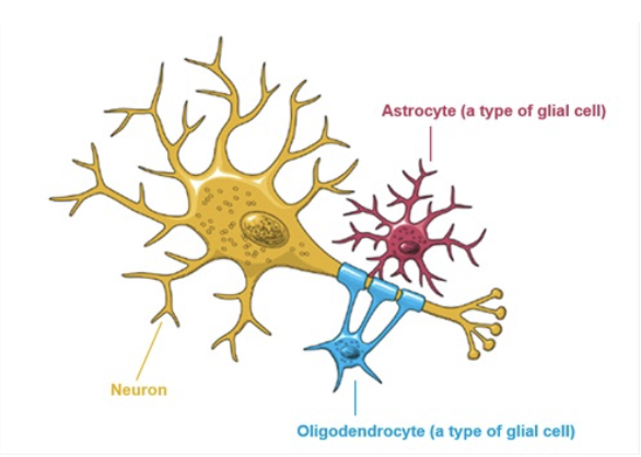 <p>communicating cells, specifically through axon (carry info very fast through action potential)</p><ul><li><p>specific commands are for specific areas</p></li><li><p>many types, but similar design</p></li><li><p>dendrite → soma → axon → terminals</p></li></ul><p></p>