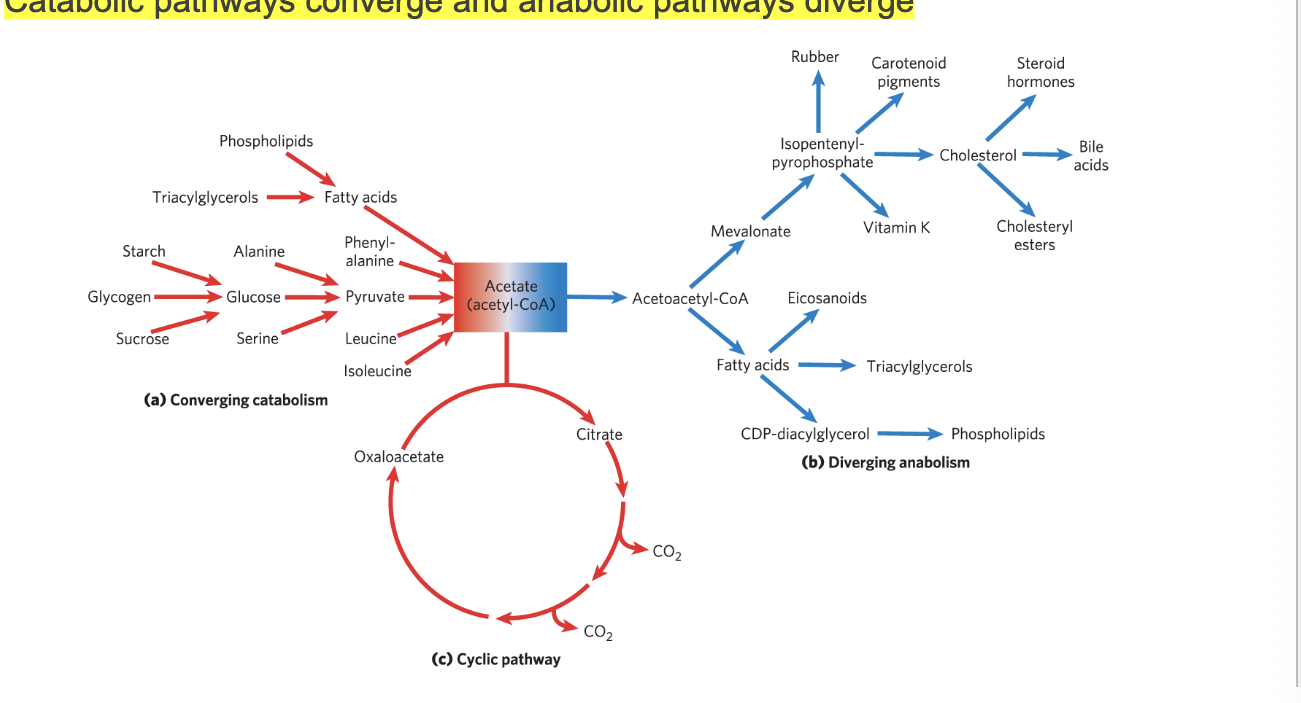 <p>catabolic pathways <strong>converge</strong> and anabolic pathways <strong>diverge</strong></p><ul><li><p>complex molecules are broken down into simple building blocks which can then be used to build complex molecules</p></li></ul><p>diagram</p><ul><li><p>for catabolism</p><ul><li><p>multiple diverse molecules (starch, glycogen, sucrose) are broken down into common intermediate <strong>acetyl-coA</strong> → enters TCA cycle for further oxidation to CO2, oxaloacetate (allows it to keep running)</p></li></ul></li><li><p>for anabolism</p><ul><li><p>from common intermediate, <strong>acetyl-coA</strong> many biosynthetic pathways:</p><ul><li><p>fatty acids → triacylglycerols</p></li><li><p>mevalonate → cholesterol → bile acids, steroid hormones</p></li><li><p>isopentenyl-pyrophosphate → carotenoids, vit K, rubber</p></li></ul></li></ul></li></ul><p></p>