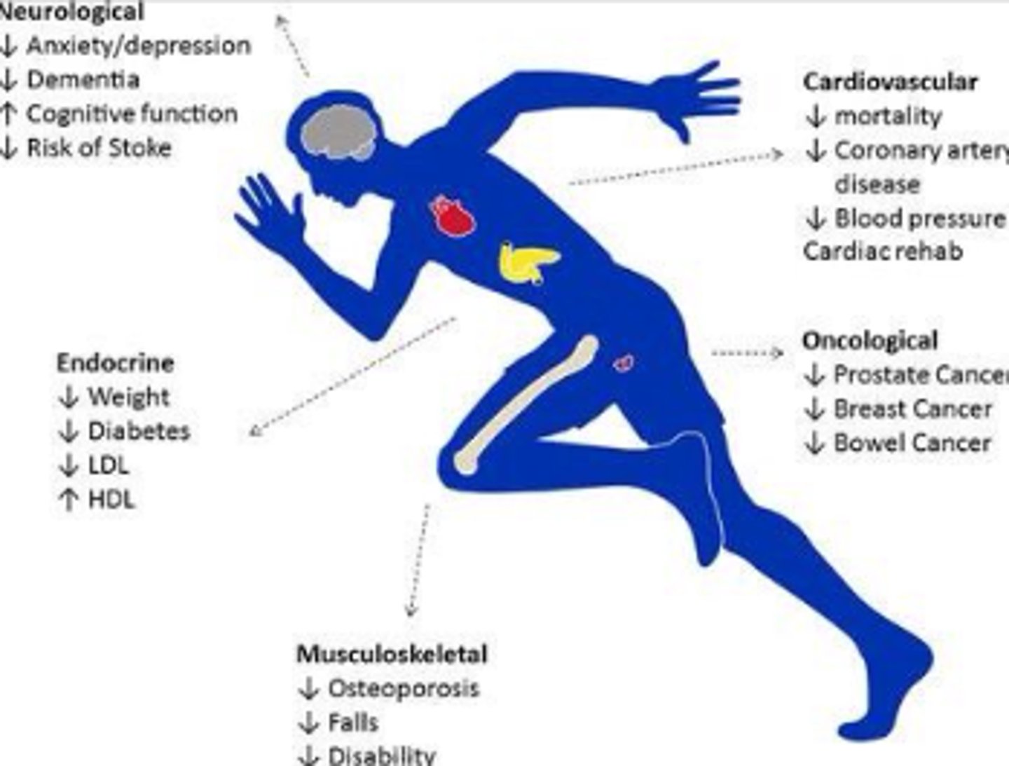 <p>Prevention of chronic diseases (e.g. heart disease, diabetes)</p><p>Reduction of body fat around the abdomen</p><p>Decreases blood pressure</p><p>Maintenance of muscles and bone density</p><p>Controls weight</p><p>Reduction of stress, anxiety, and depression</p>