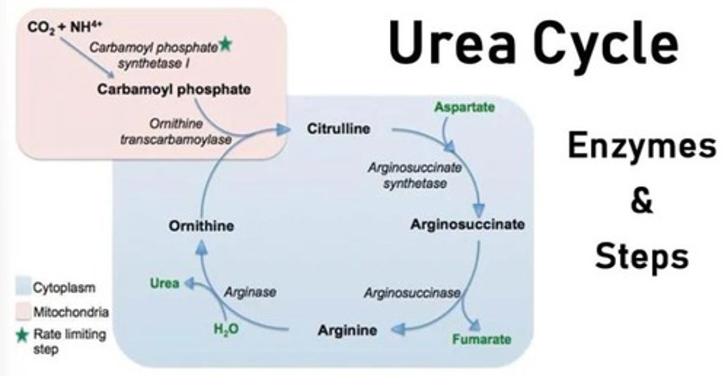 <p>To convert toxic ammonia into non-toxic urea for excretion.</p>