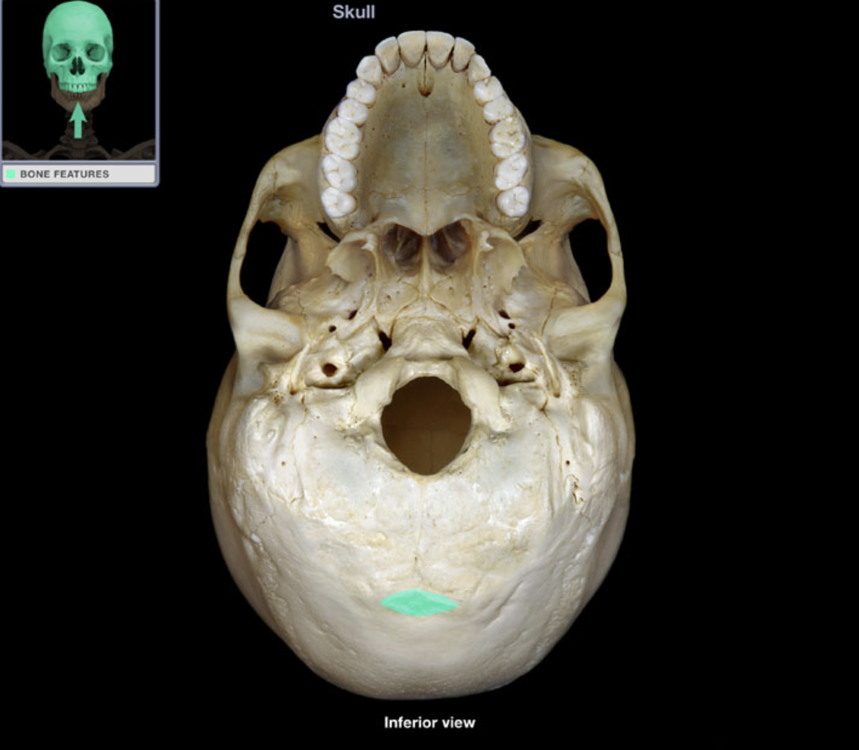 knowt flashcard image