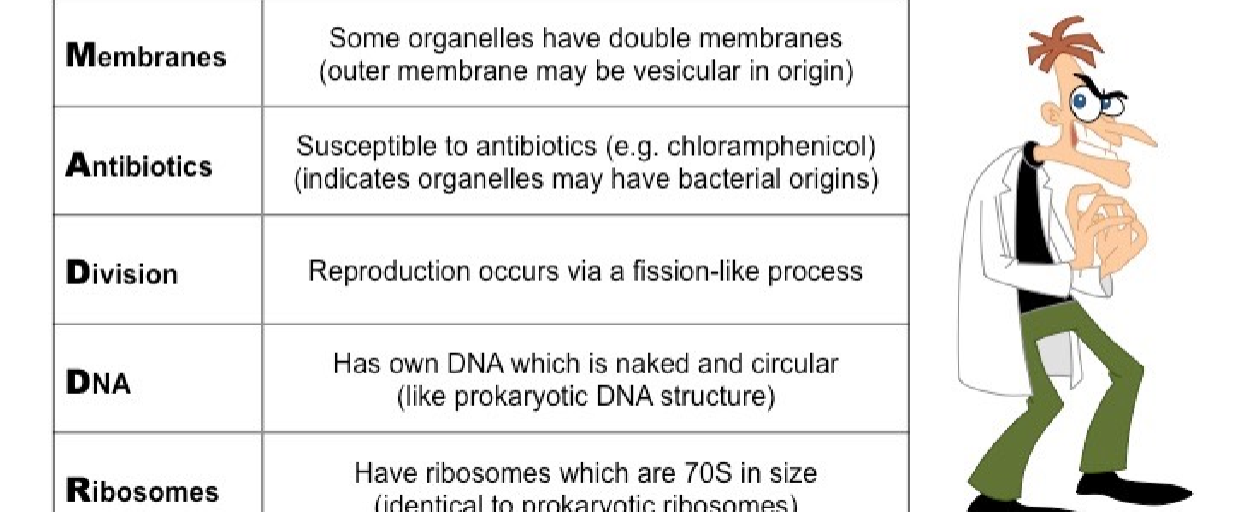 <p>some organelles have double membranes, reproduction occurs like fission, susceptible to antibiotics</p>
