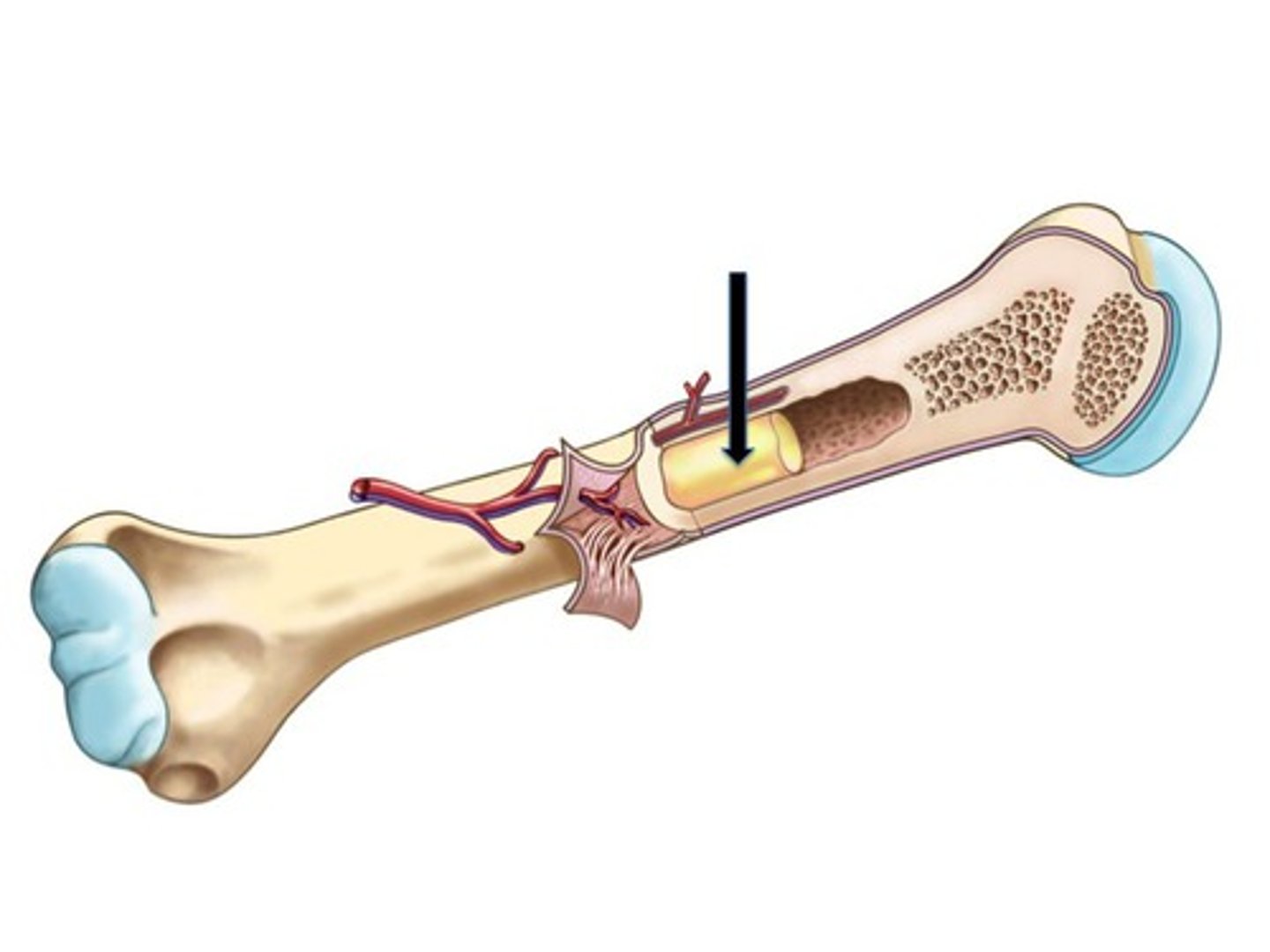 <p>Red marrow of bones in limbs turns into this in adults.</p>