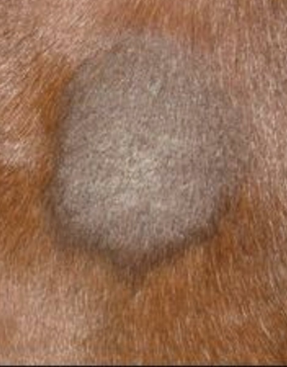 <p>What kind of sarcoid is this?</p>