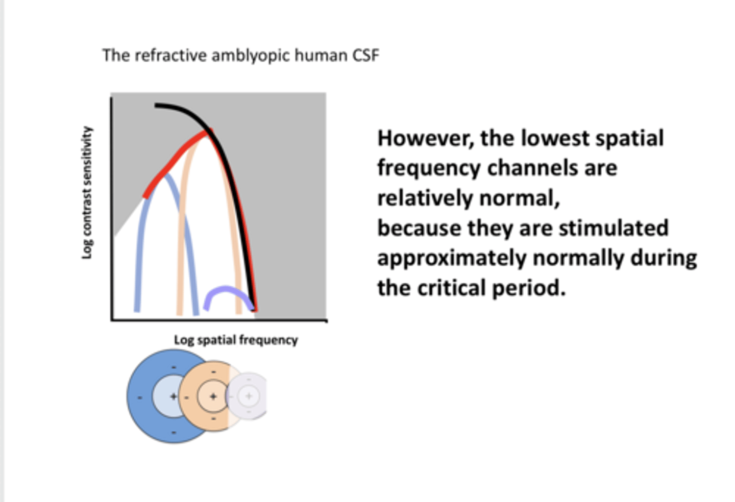 <p>Lowest spatial frequency channels are _____, because they are stimulated normally during the critical period</p>