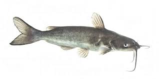 <p>freshwater catfish</p>