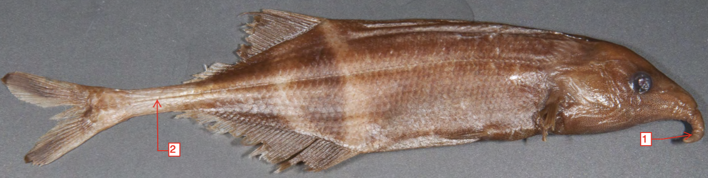 <p>!</p><p>phylum</p><p>subphylum</p><p>superclass</p><p>class</p><p>subclass</p><p>infraclass</p><p>order</p>