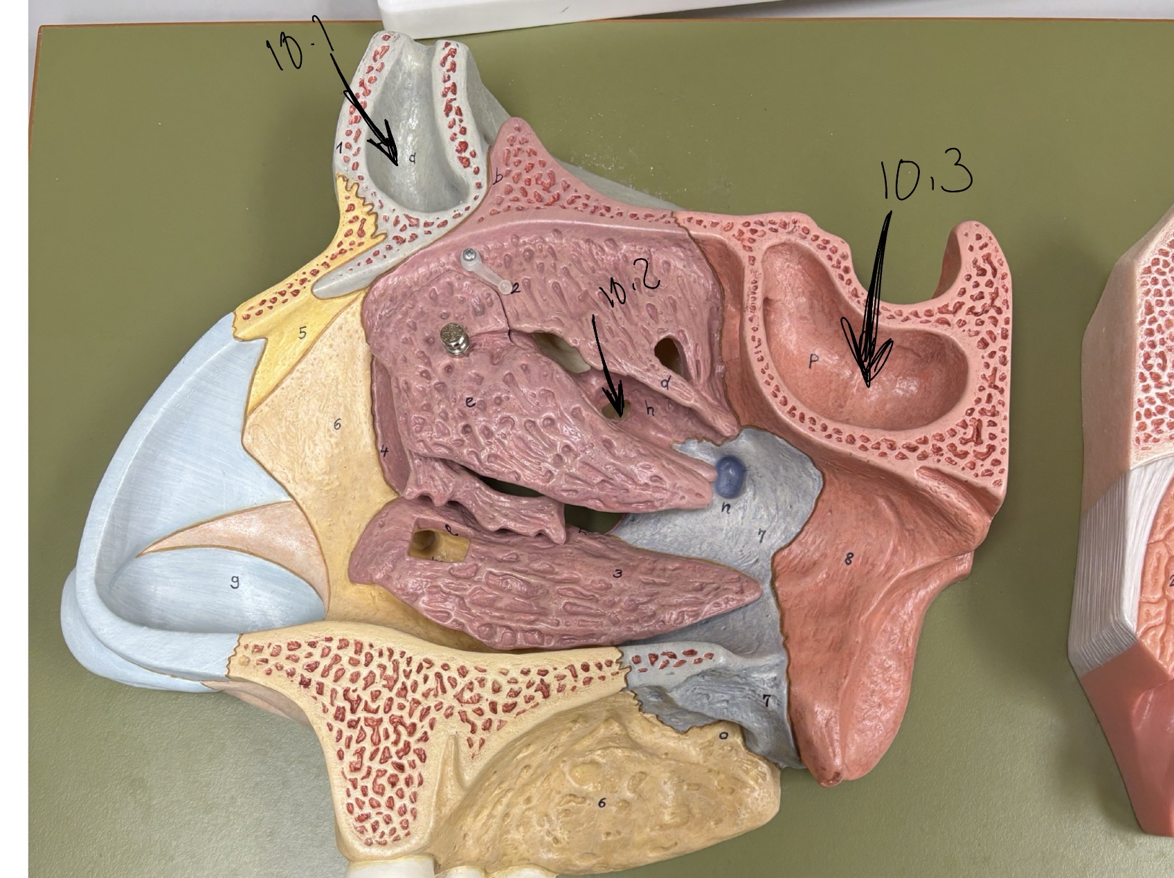<p>spehnoid sinus</p>