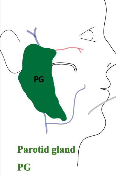 <p>A serous (watery) secretion and produces only 20% of daily saliva volume (but includes SIgA and other defense chemicals)</p>