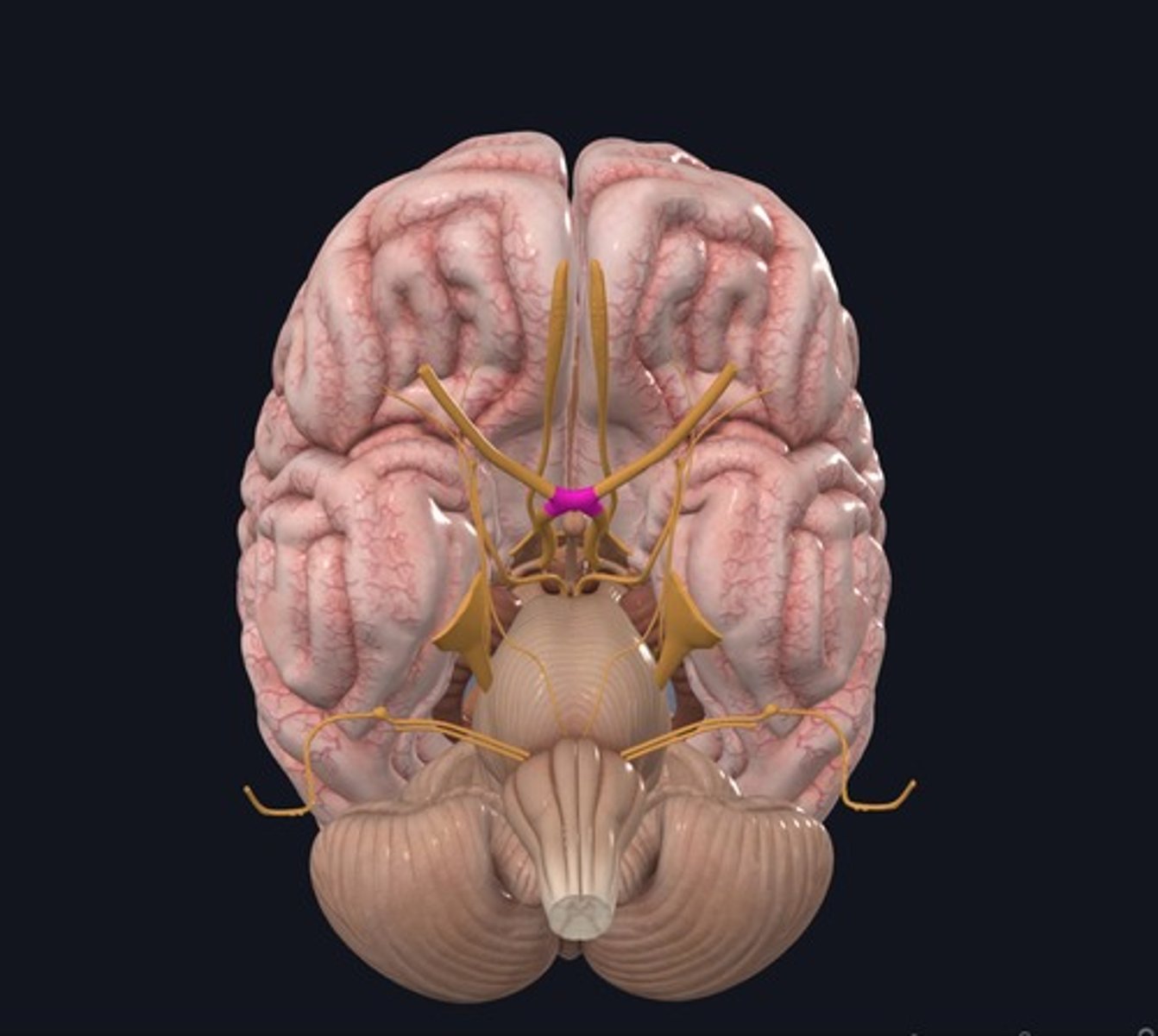 <p>Name the structure highlighted purple.</p>