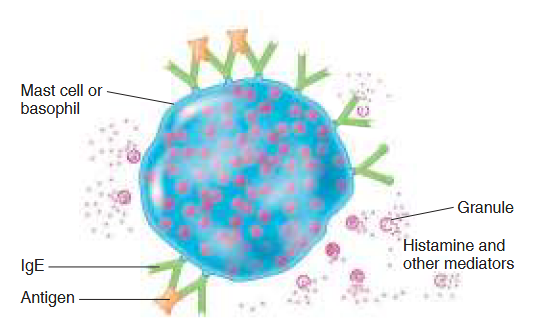<p>Anaphylactic</p><p>Fast acting <30 min</p><p>Reaction from <strong>IgE</strong> on <strong>basophils/mast cells</strong> binding with antigens</p><ul><li><p>Antigen bridges gap between two antibodies, causing degradation (cell releases its granules + contents, including histamine)</p></li></ul><p>Eg. common allergic reactions (mucousal secretions, itchy eyes), shock in systemic rx</p>