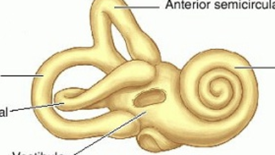 <p>Inner ear </p>
