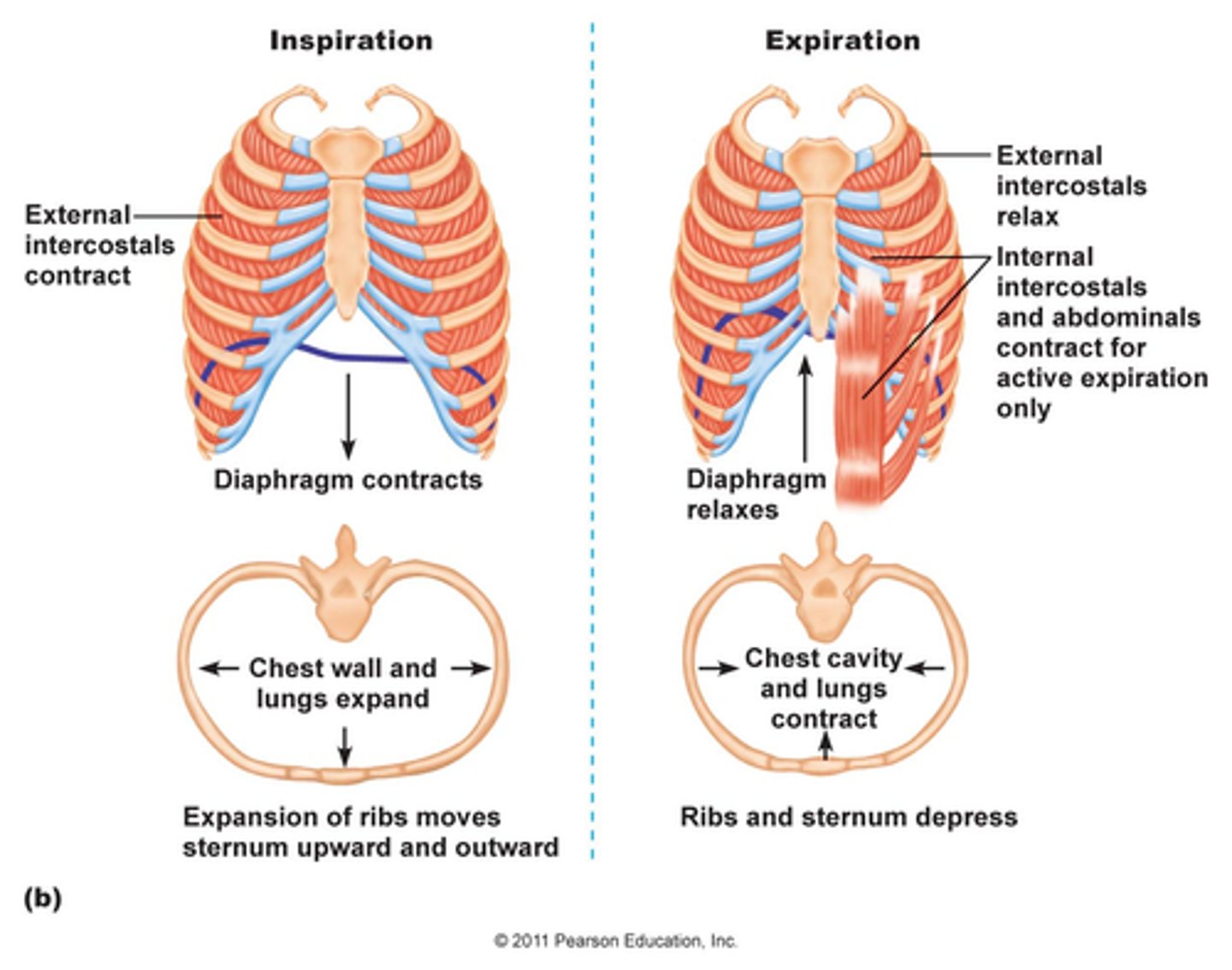 <p>ABS-II</p><p>1. All abdominals</p><p>2. Internal intercostals</p>