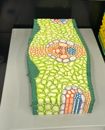 <p>Monocot Leaf: 1) phloem, 2) xylem, 3) stomata, 4) epidermis, 5) fibrovascular bundle</p>