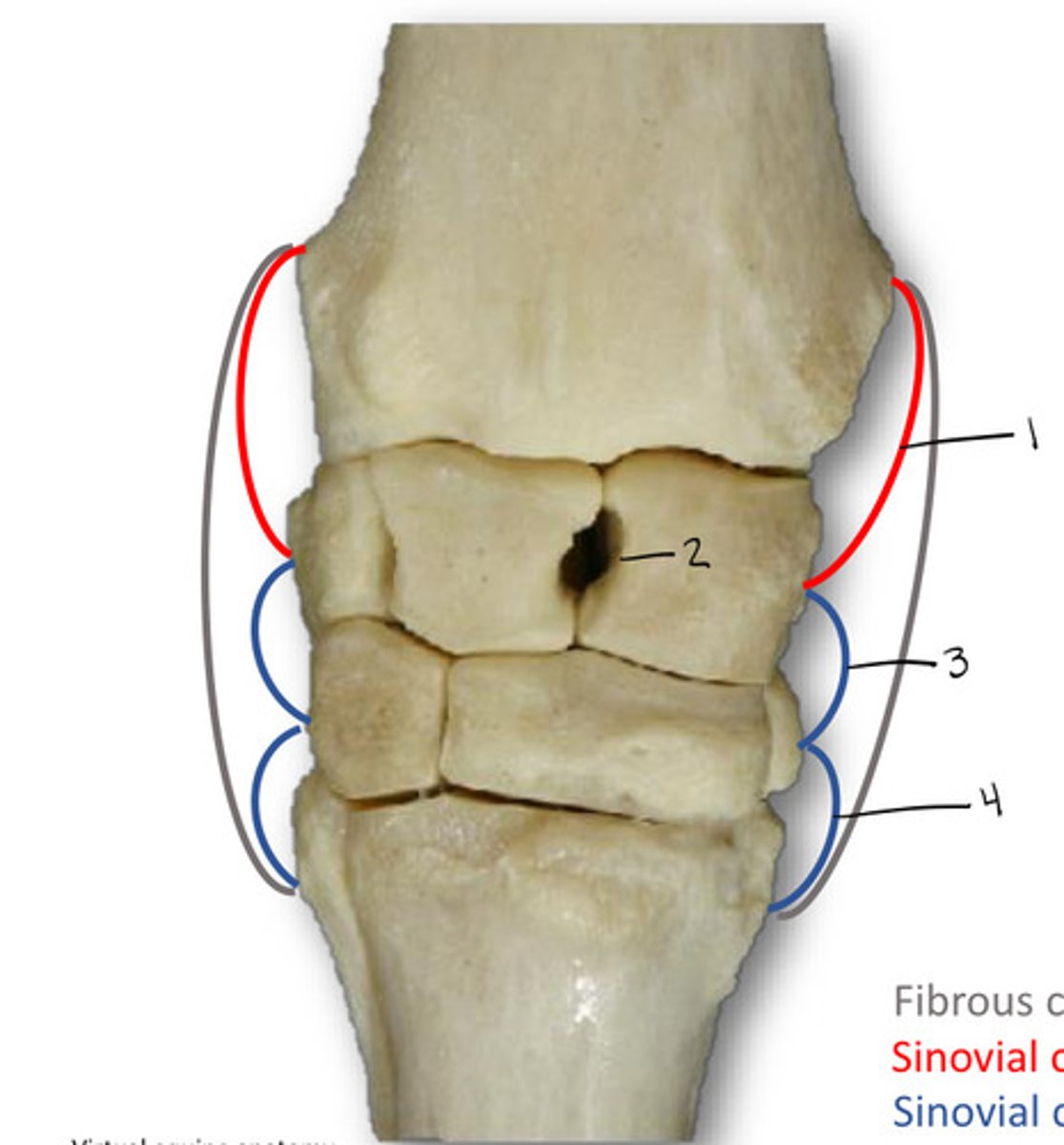 <p>What is the joint labeled 4?</p>