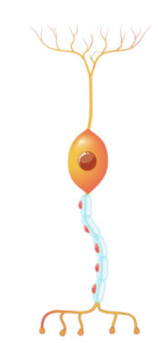 <p>State the type of neuron</p>