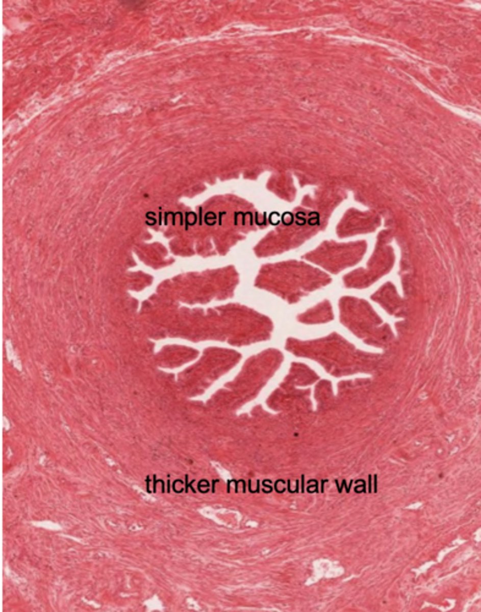 <p>What segment of the uterine tube?</p>