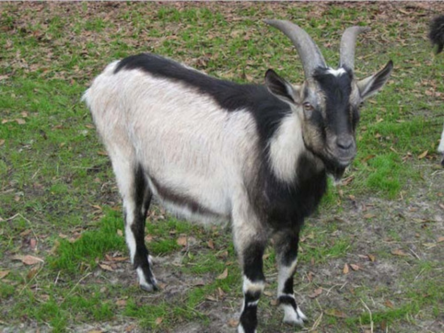 <p>short hair, lots of colours, classic goat look, erect ears, curved backwards large horns, make alpine milk, semi-intensive</p>