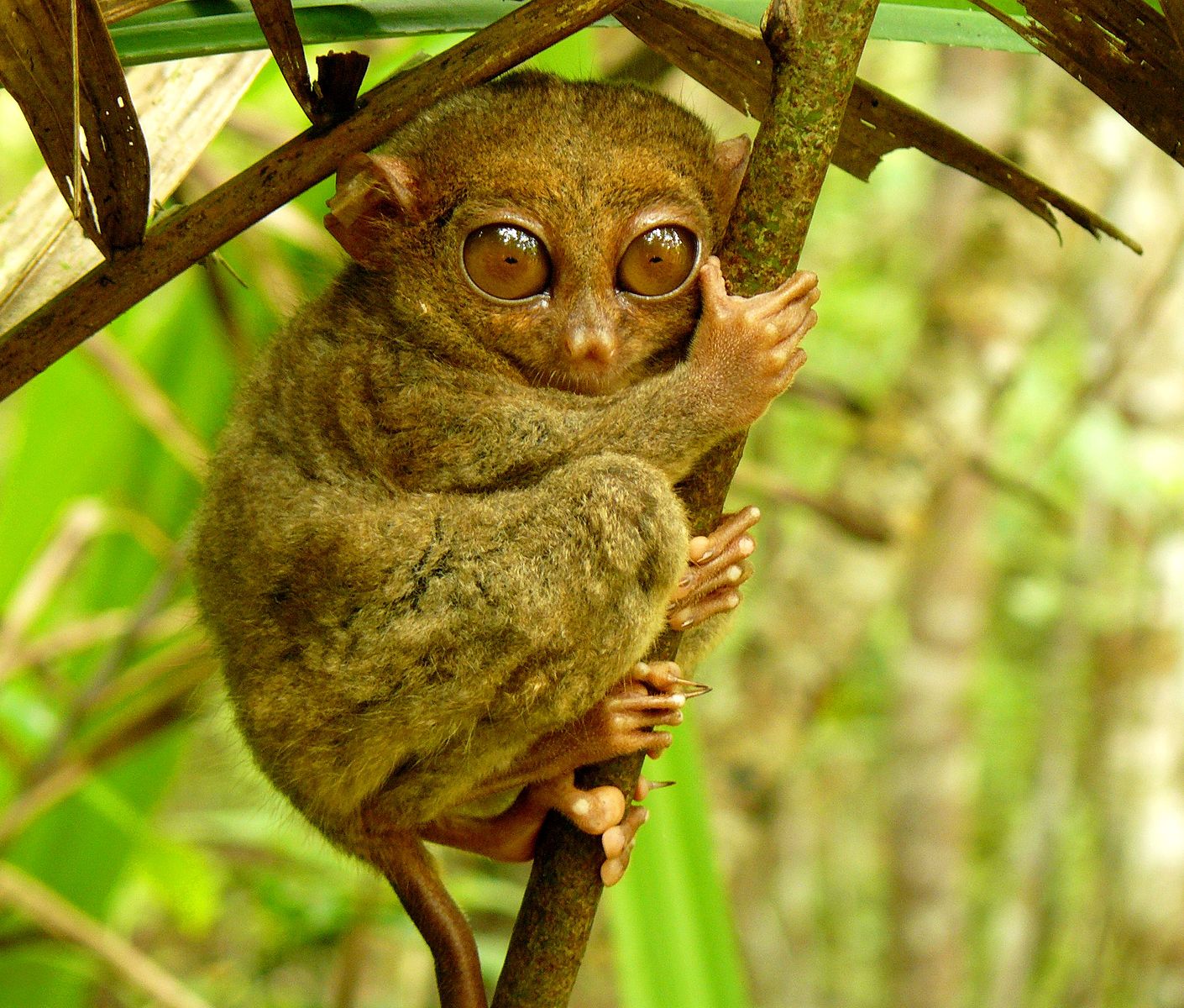<p>Tarsiformes</p>