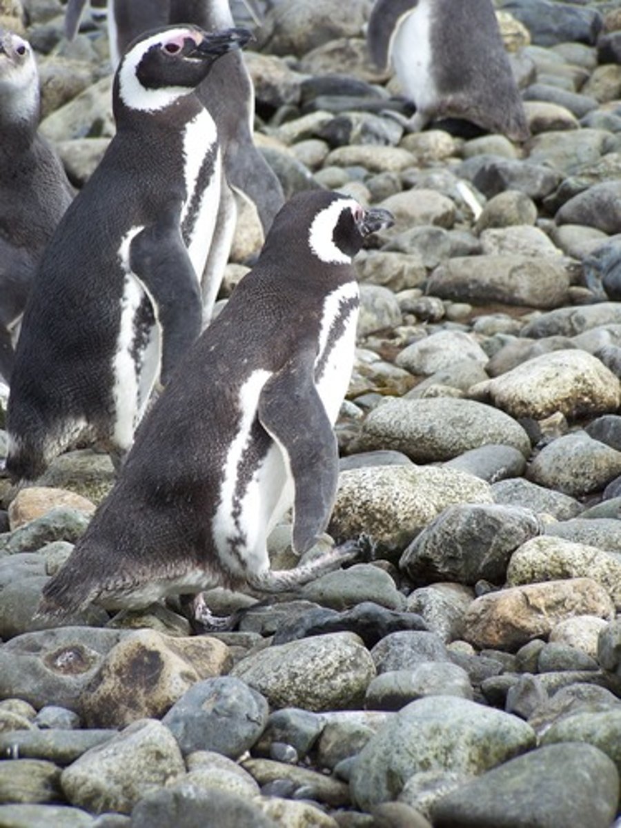 <p>Penguins living in large colonies in the far south of Argentina (Tierra del Fuego)</p>
