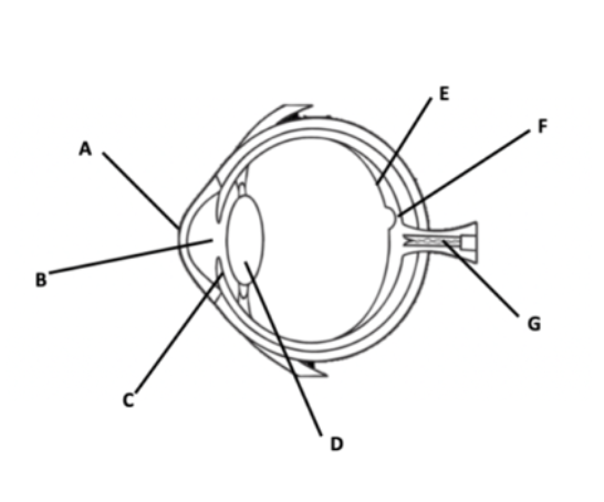 <ol><li><p><span>Retina:</span></p><ol><li><p><span>Role: The retina is the light-sensitive lining of the eye where light is converted into neural signals.&nbsp;</span></p></li><li><p><span>Key Characteristics: It contains both cones (for color and detail in bright light) and rods (for low-light and peripheral vision).</span></p></li></ol></li></ol><p></p>