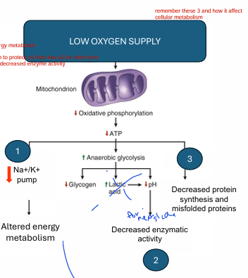 <p><span style="color: yellow">1) Most common <strong>cause of </strong>cell injury</span></p><p></p><p><span style="color: yellow">2) Low O2 <br>→ lack of aerobic resp<br>→ low ATP <br>→ 3 parts: <strong>(EXAM)</strong></span></p><p><span style="color: yellow"><strong>1) decreased Na/K+ pump </strong></span><br><span style="color: yellow">→ alters energy metabolism</span></p><p></p><p><span style="color: yellow"><strong>2) Increased anaerobic glycolysis </strong></span><br><span style="color: yellow">→ increases lactic acid</span><br><span style="color: yellow">→ decrease pH</span><br><span style="color: yellow">→ decrease enzymatic activity</span></p><p><strong><br></strong><span style="color: yellow"><strong>3) decreased protein synthesis &amp; misfolded proteins</strong></span></p><p></p><p><span>prolonged hypoxia = cell death</span></p>