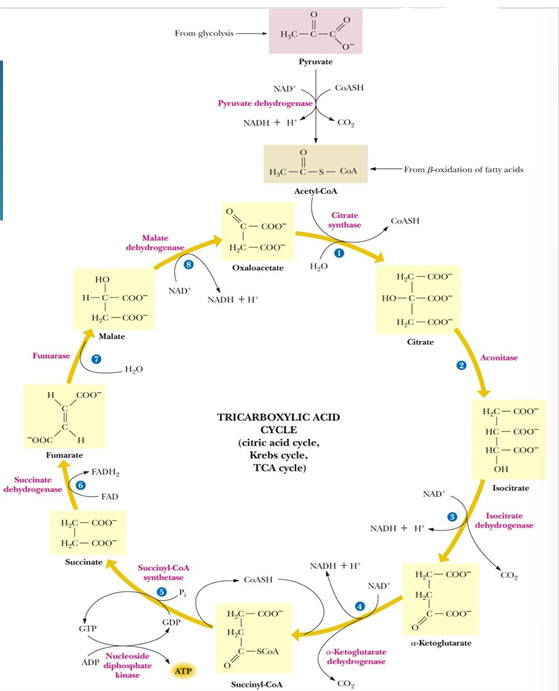 <p>oxaloacetate (is recycled) </p>