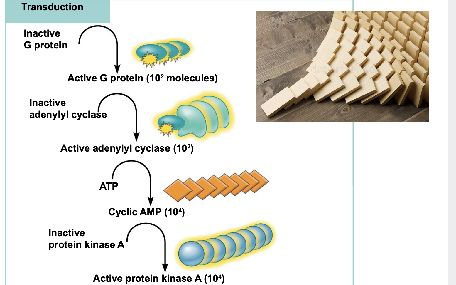 Enzyme cascades amplify the cell’s response to a signal \n .At each step in a signal transduction cascade, the number of activated products is much greater than in the preceding step

 \n 