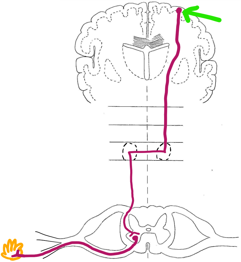 <p>primary motor cortex</p>