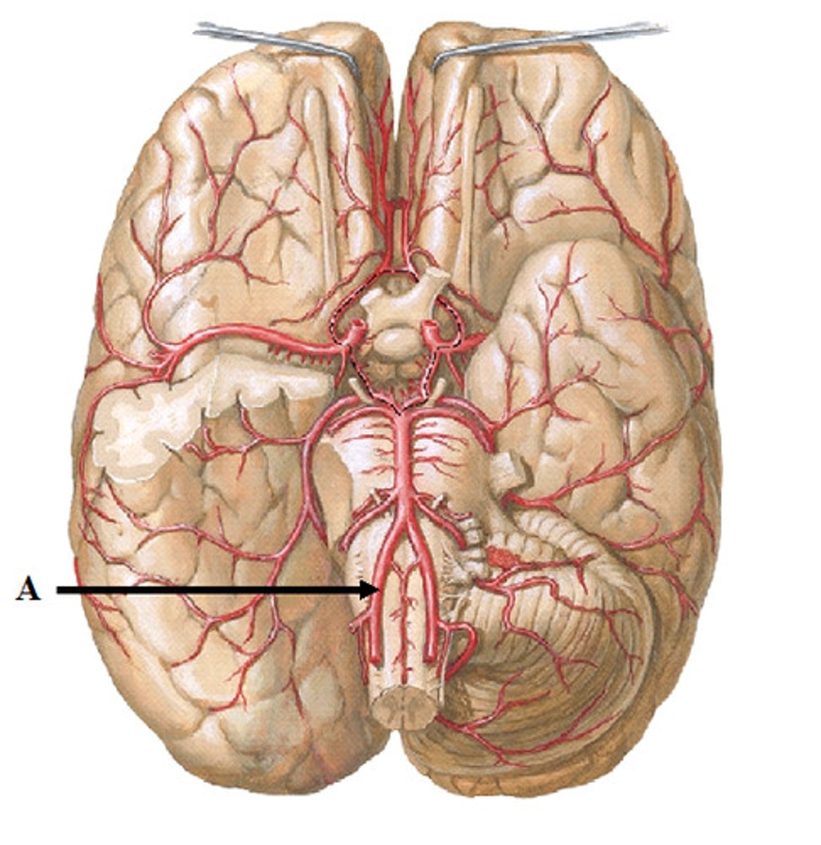 <p>- two pass through the transverse foramen of cervical vertebrae</p><p>- enter cranial cavity through foramen magnum</p><p>- then join to form a single vessel, the basilar artery</p>