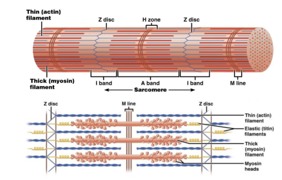 <p>Alternating dark A bands and light I bands, with striations of adjacent sarcomeres aligned across myofibrils.</p>